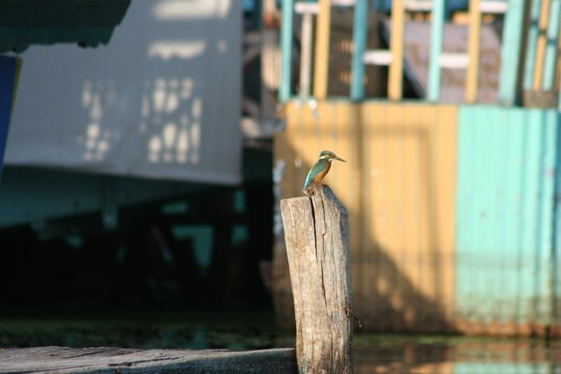 956 Srinigar 20-08-2009.jpg